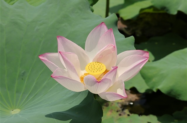 高中生qq昵称简短好听(优选219个)
