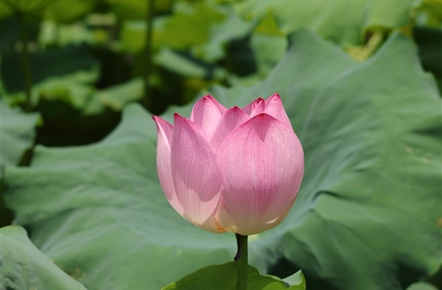 高雅有意境的情侣名字(优选71个)