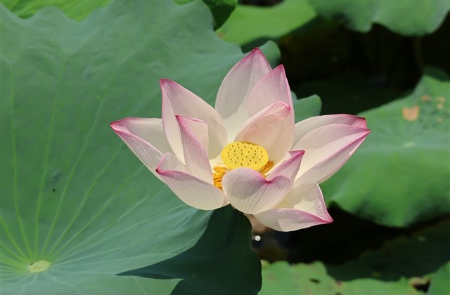 黑色沙漠好听的游戏名字(优选99个)