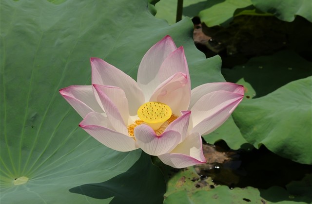 伤感绝望的游戏名字大全(精选307个)