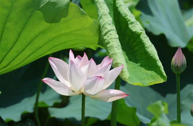 有诗意的三个字网名(精选271个)