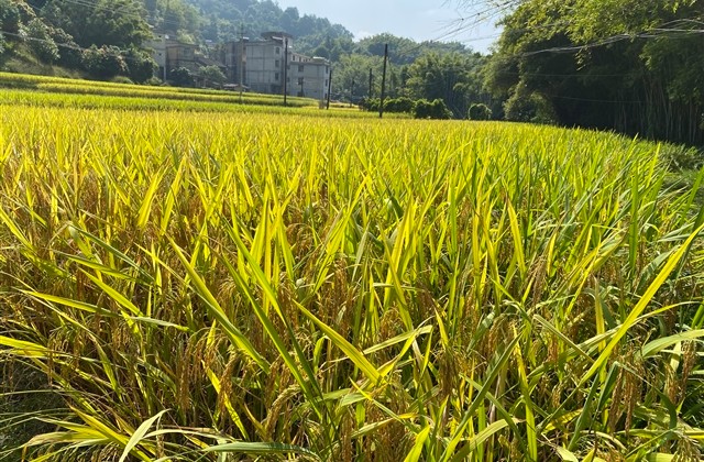 恍惚的美qq网名(117个)