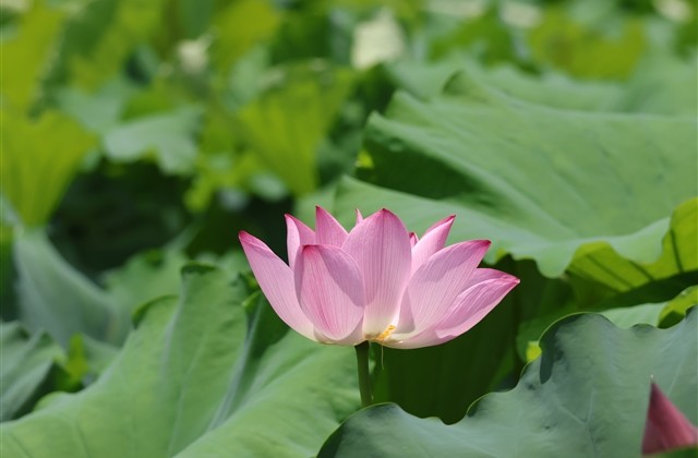 伤感有意境的女生古风网名(精选106个)