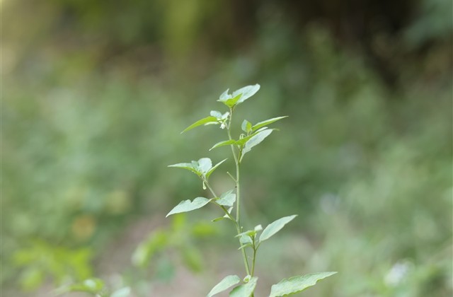 女生英文网名ins高级质感