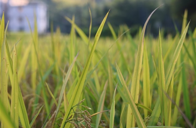 又可爱又萌的情侣游戏id(共355个)