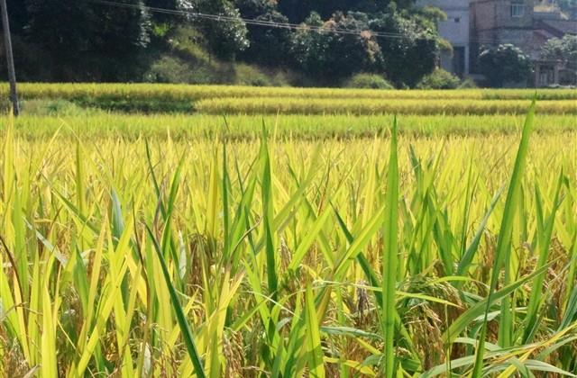比较伤感有诗意的游戏名(共428个)