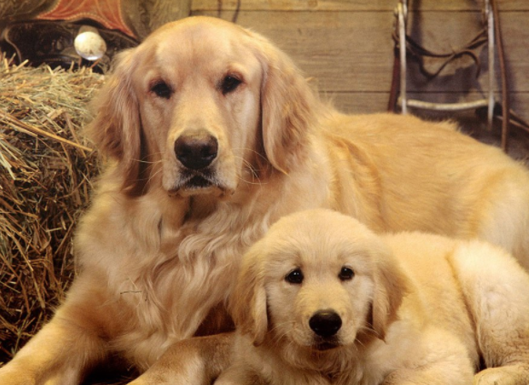 好听洋气点的金毛狗名字分享，顺口霸气的金毛狗狗名字大全 -第3张图片-