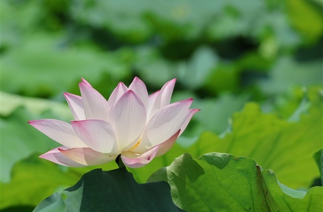 传奇人物霸气名字(共789个) 传奇人物霸气名字(共789个)