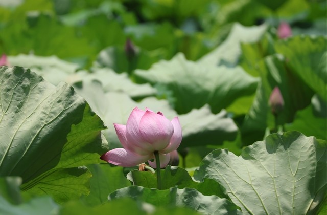 原神好听的名字(共379个) 原神好听的名字(共379个)