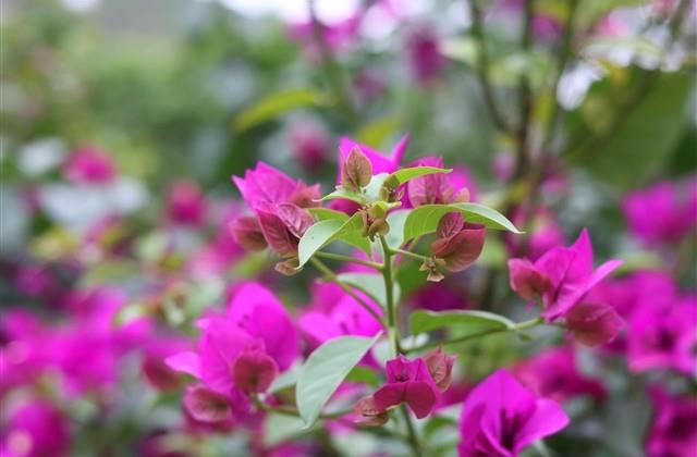 蜀门好听的女名字(优选114个)