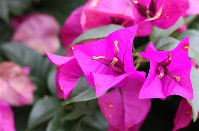 有韵味的带梅字的网名(精选107个) 有韵味的带梅字的网名(精选107个)